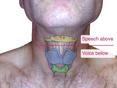 The dividing line between voice and speech