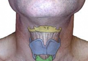 The hyoid bone (top yellow) is connected to the tongue and jaw muscles above and the thyroid cartilage below. The thyroid cartilage (central blue) is also known as the Adams Apple and protects the vocal cords which are attached on the backside in the middle. The cricoid cartilage (lower green) is a complete ring supporting the bottom of the larynx.