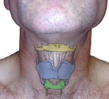 The hyoid bone (top yellow) is connected to the tongue and jaw muscles above and the thyroid cartilage below. The thyroid cartilage (central blue) is also known as the Adams Apple and protects the vocal cords which are attached on the backside in the middle. The cricoid cartilage (lower green) is a complete ring supporting the bottom of the larynx.